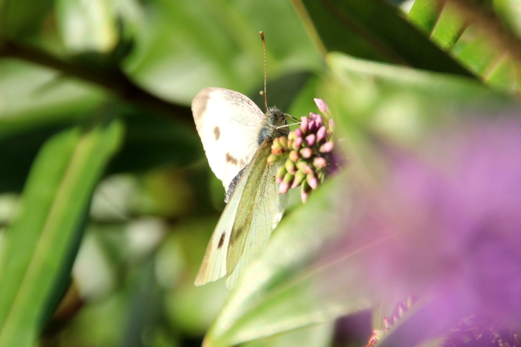 6 - Folkestone Schmetterling