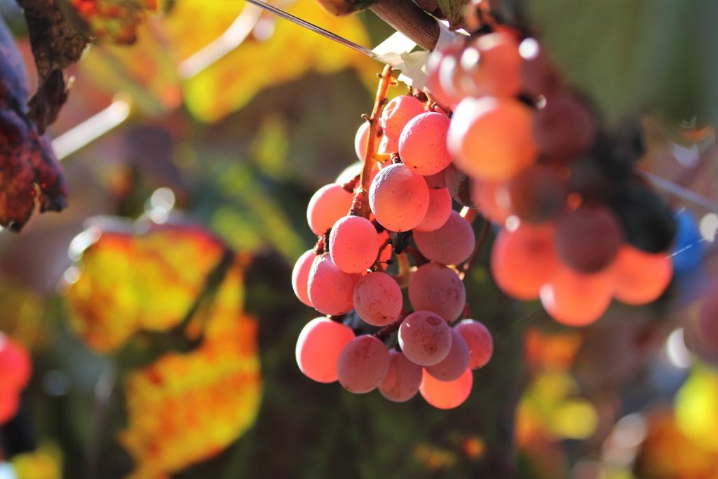 Wein aus Japan Der große KoshuTest Chez MatzeChez Matze