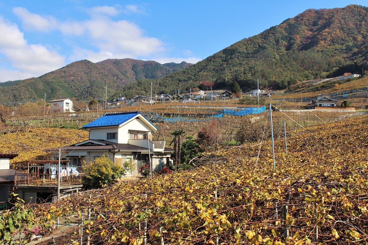 Koshu Japan Wine