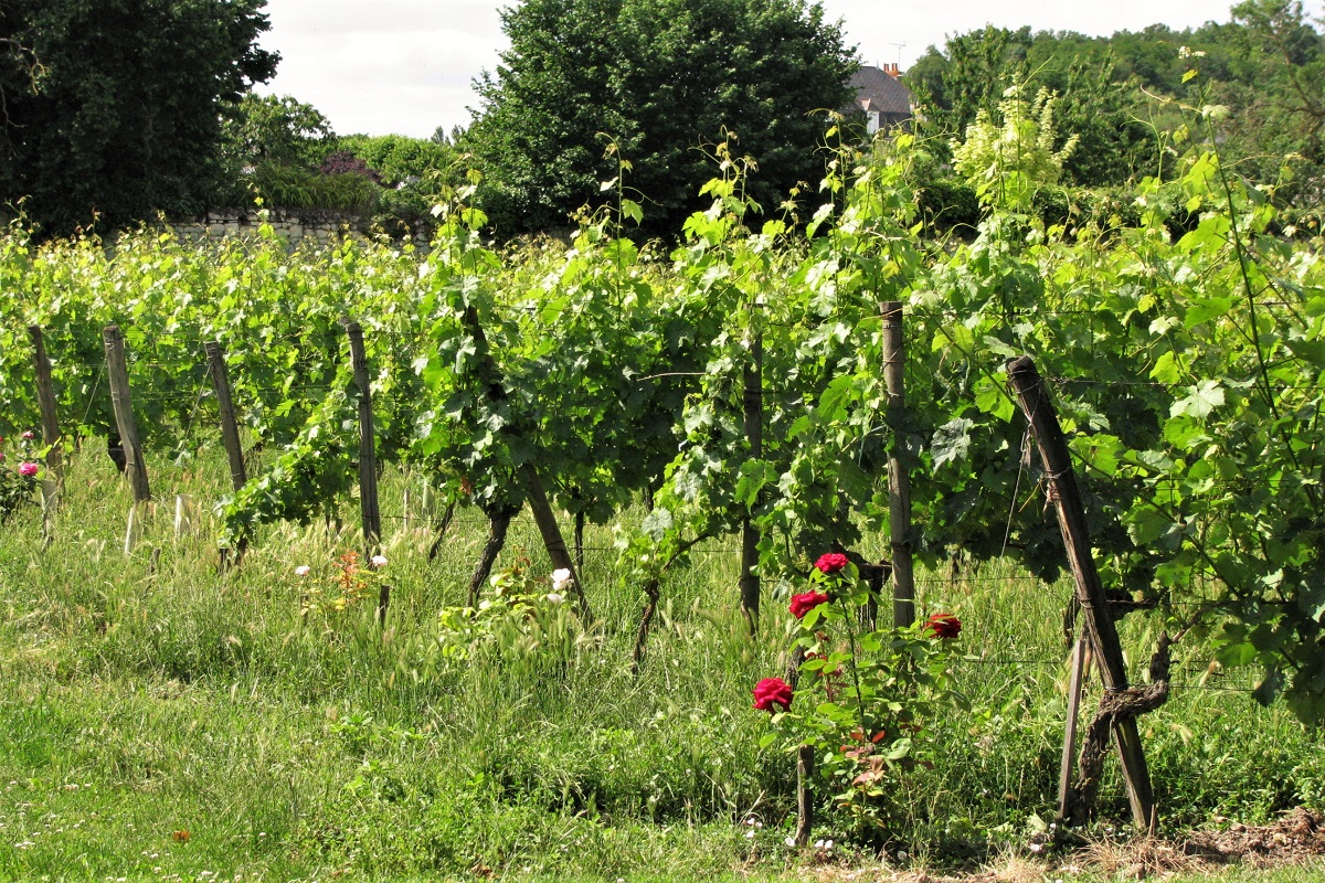 Wein Loire Thierry Germain
