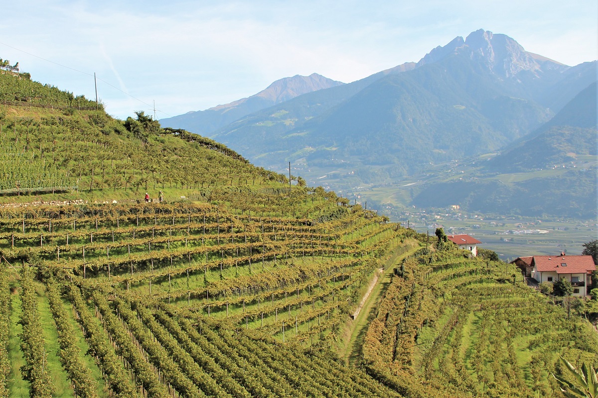 Südtirol Wein Pergola