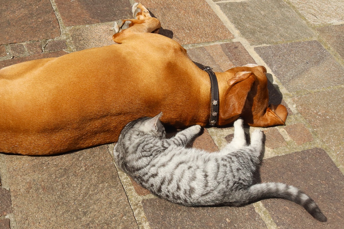 Hund und Katz