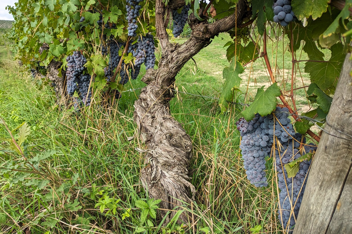 Alter Weinstock Roagna Pajè Barbaresco