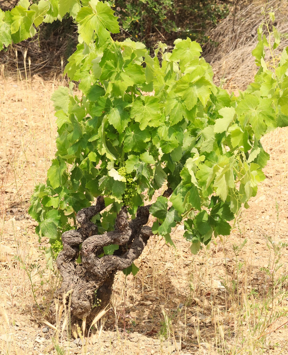 Roussillon Buschreben