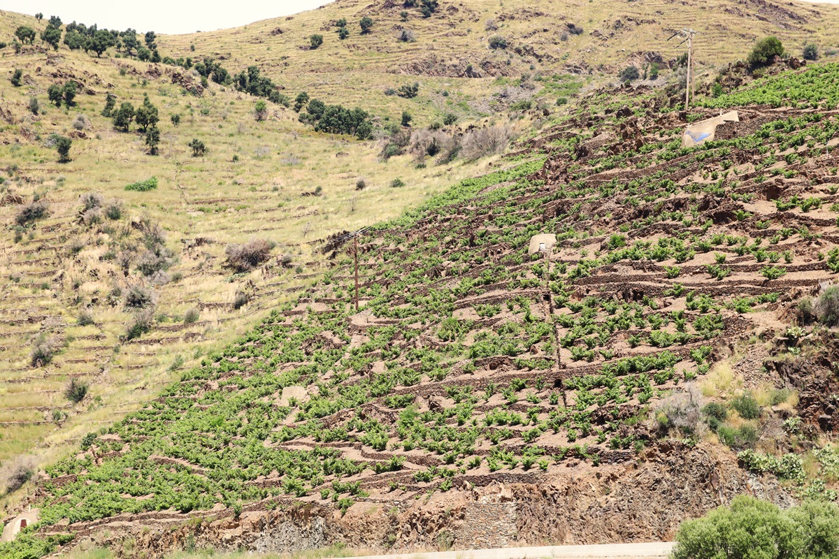 Roussillon Banyuls