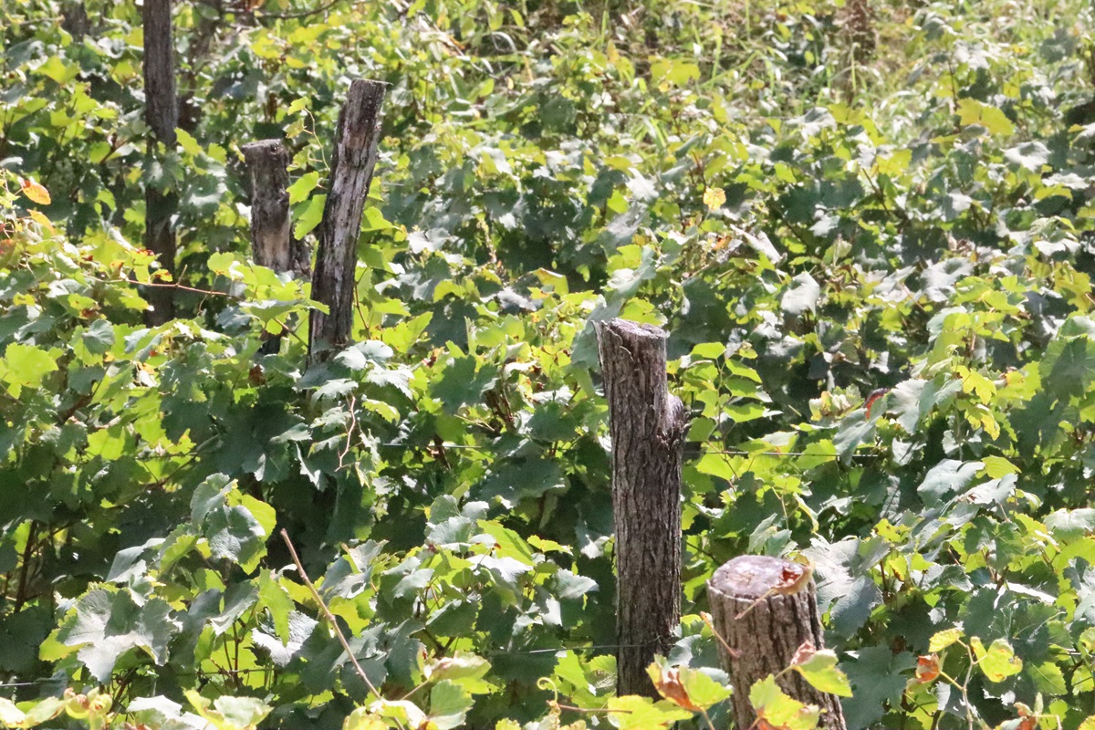 Wein aus Georgien Reben