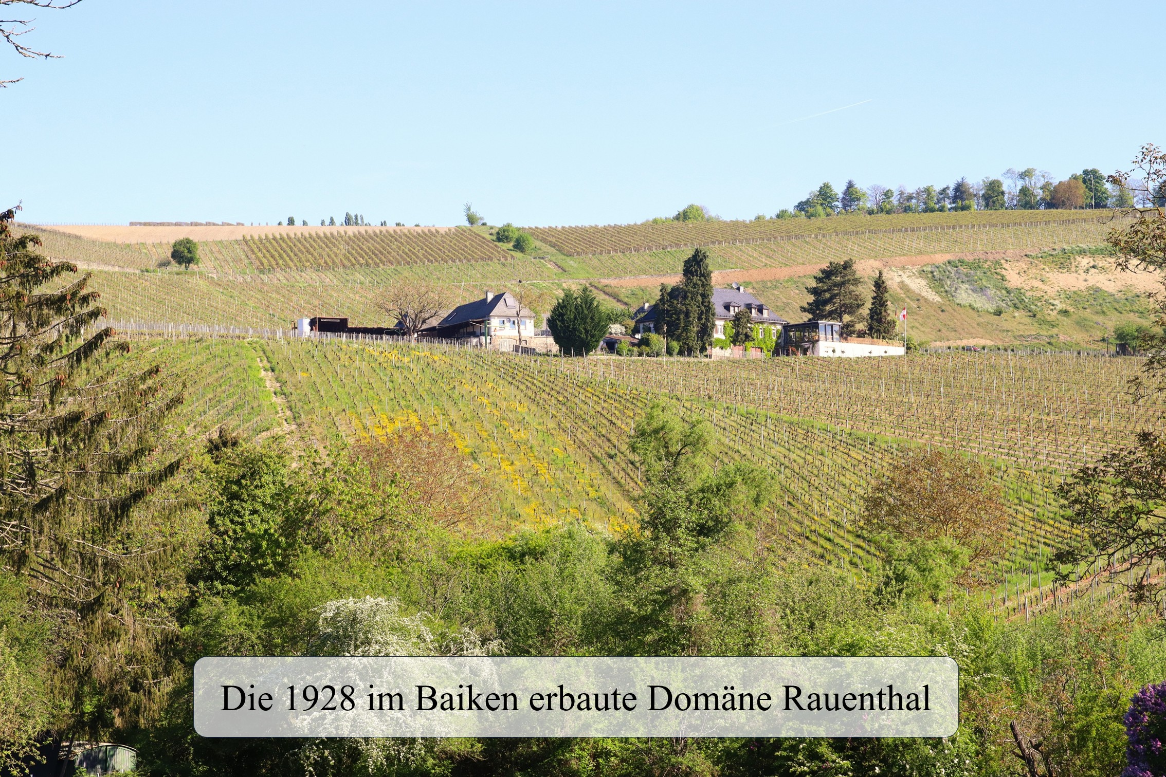 Domäne Rauenthal