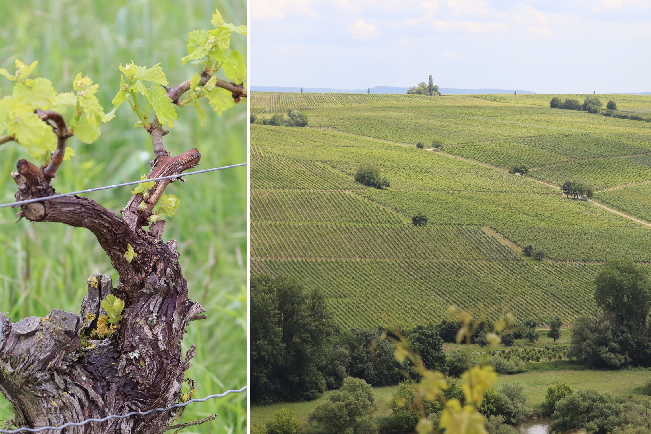 Silvaner Franken Silvanerschau