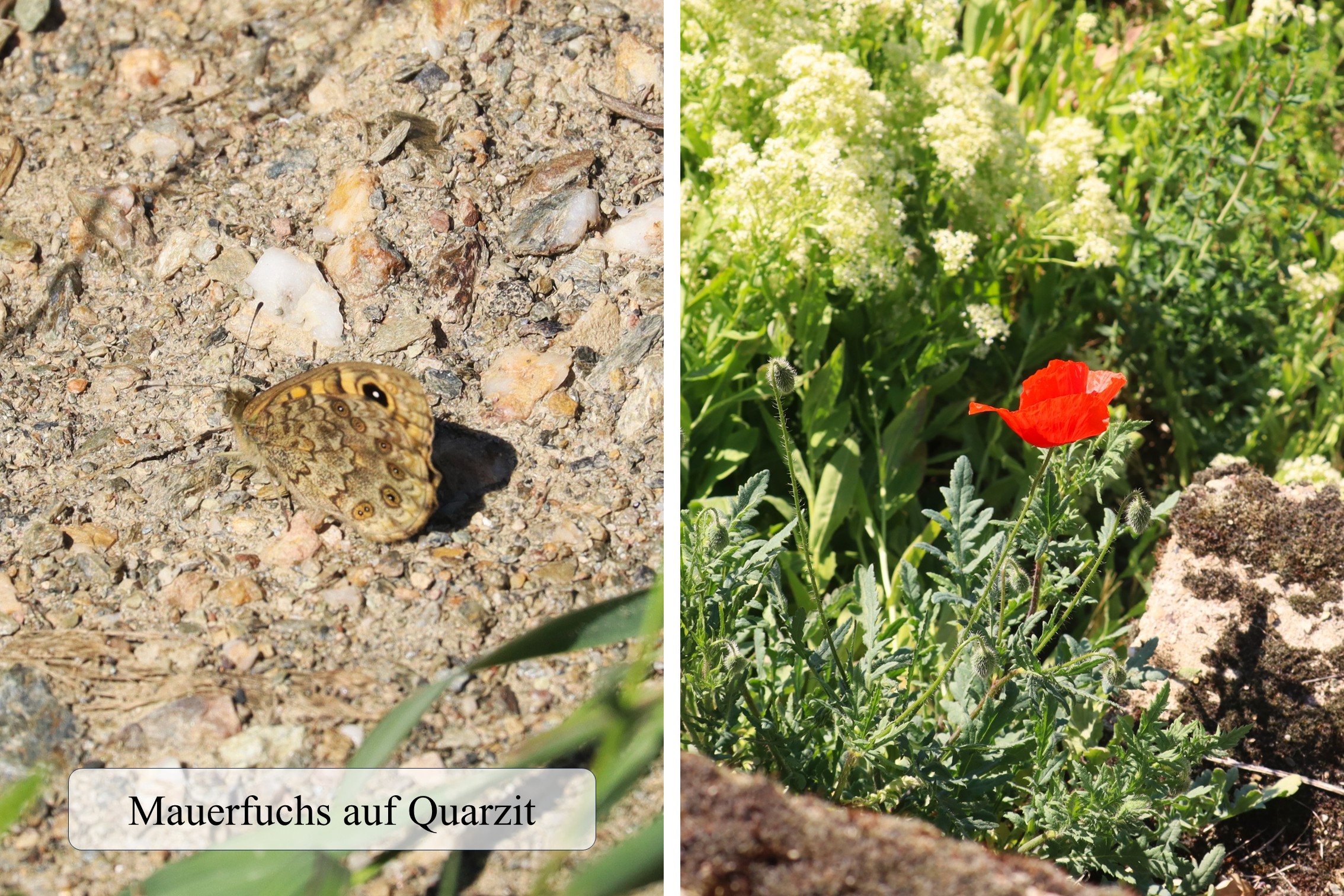 Flora & Fauna im Weinberg