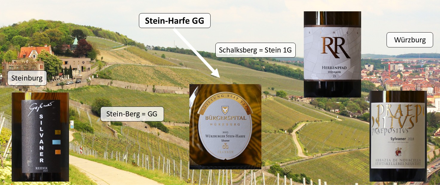 Silvaner-Spitzen 2025