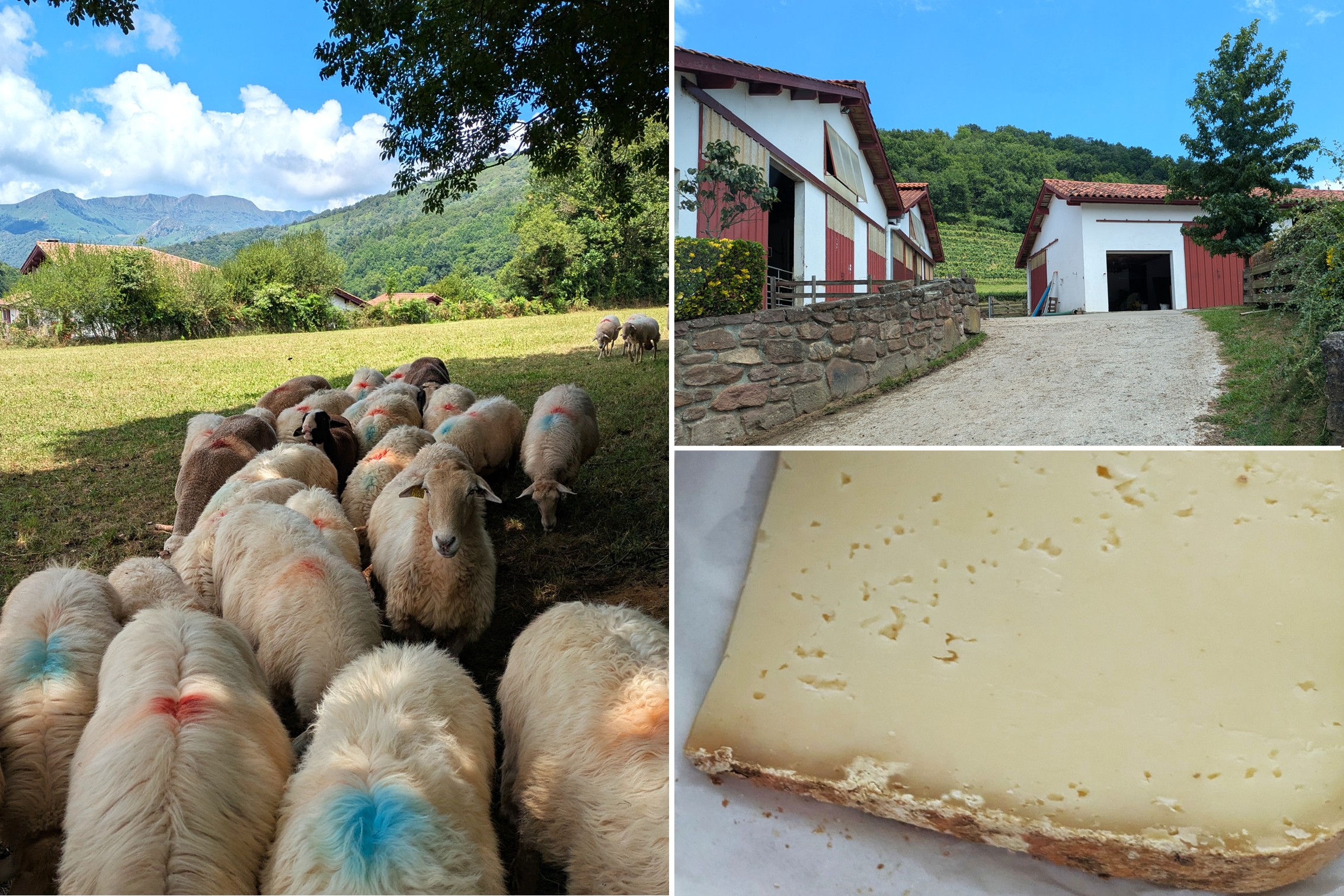 Baskenland Frankreich Schafskäse