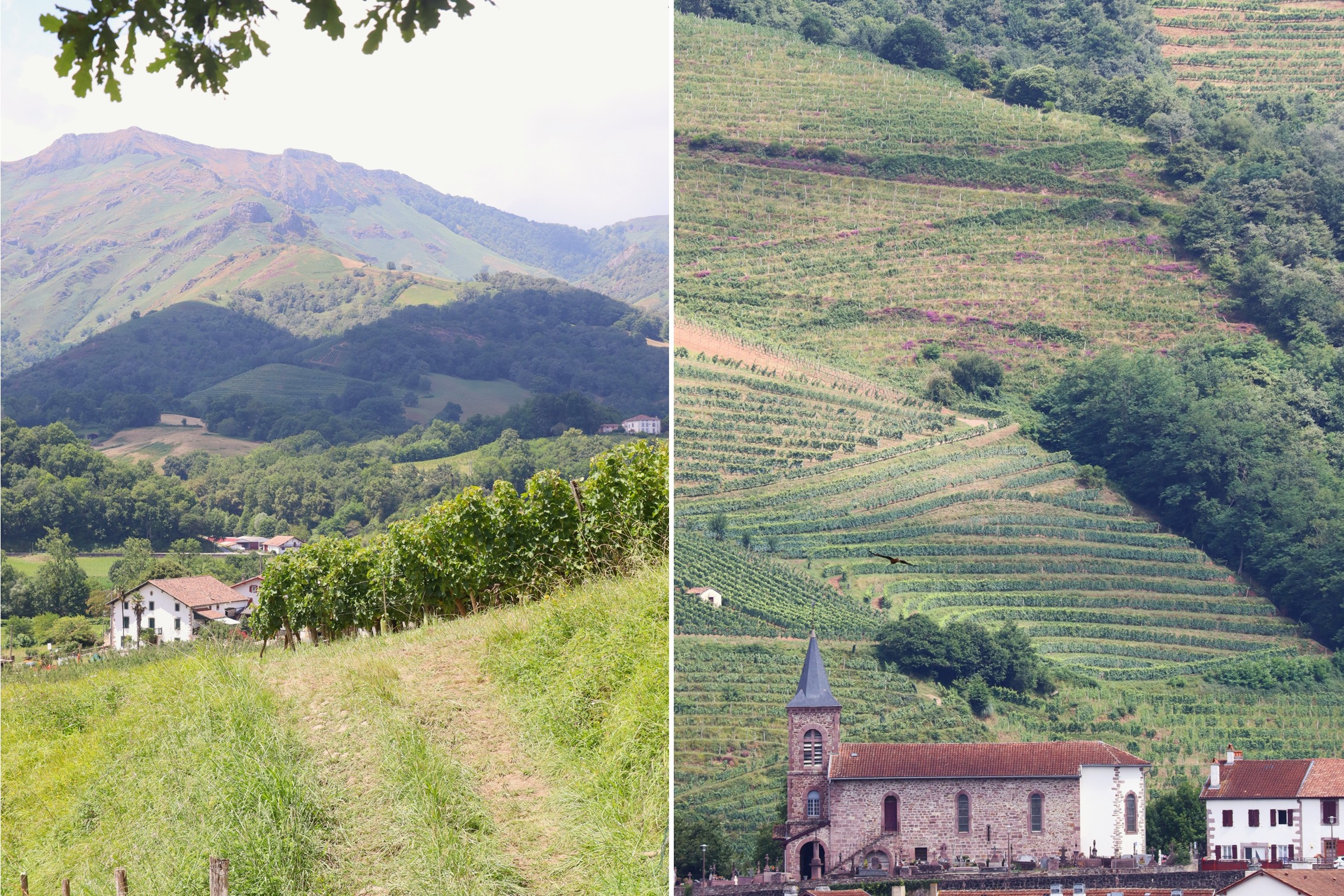 Baskenland Irouléguy Weinbau