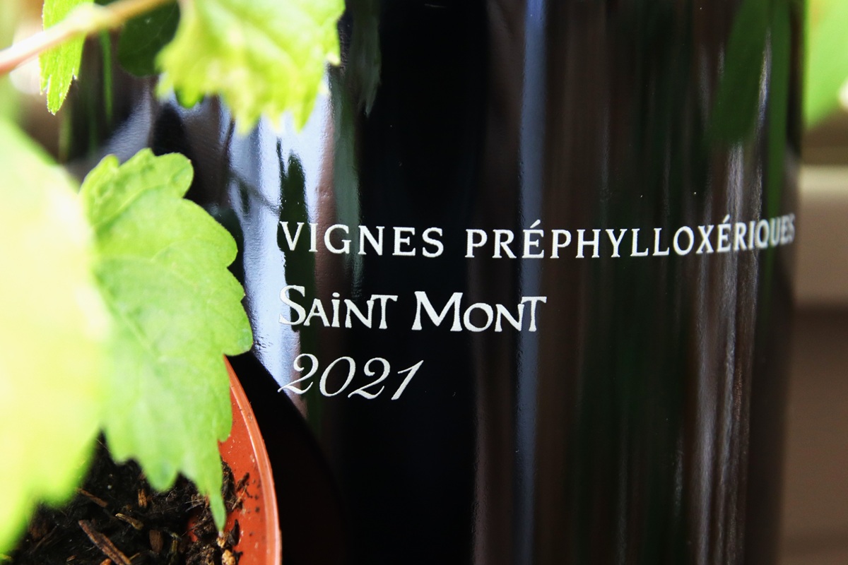 Vignes Préphylloxériques Plaimont
