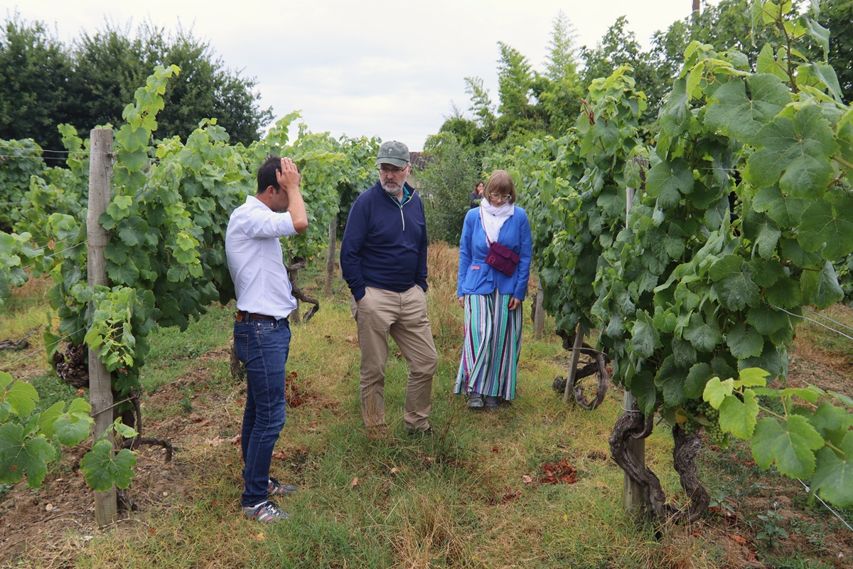 Vignes Préphylloxériques