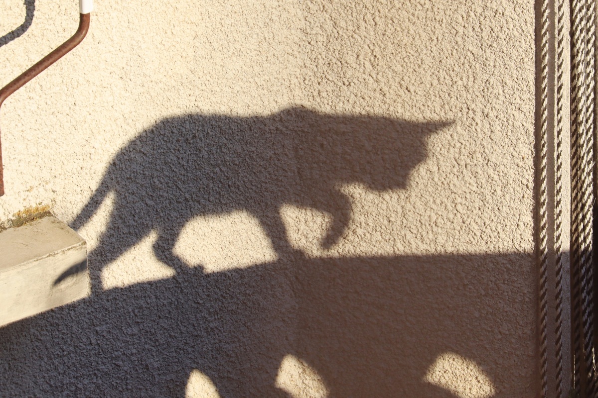 Katze Schatten