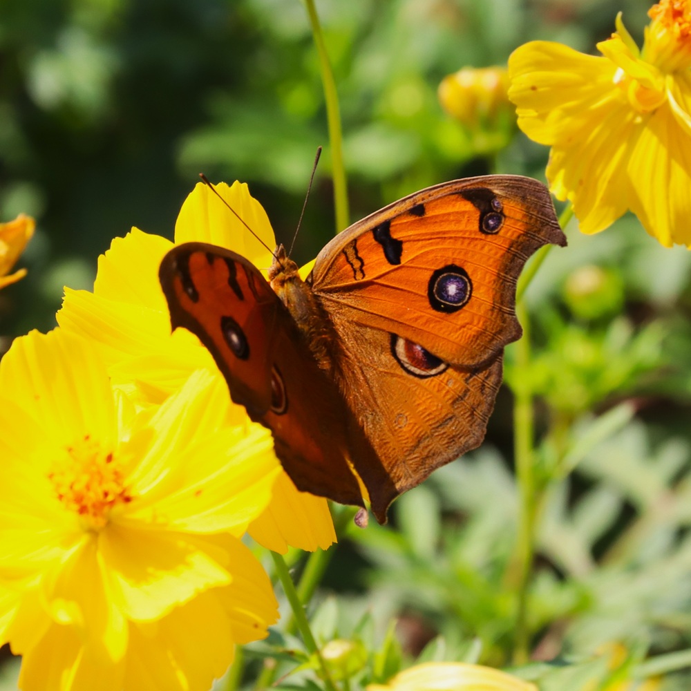 Schmetterling Vietnam