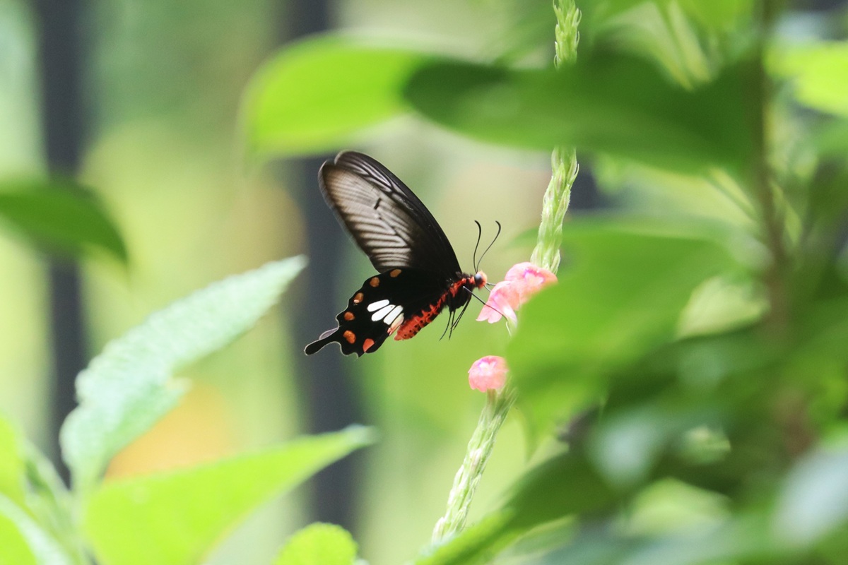 Common Rose Singapur