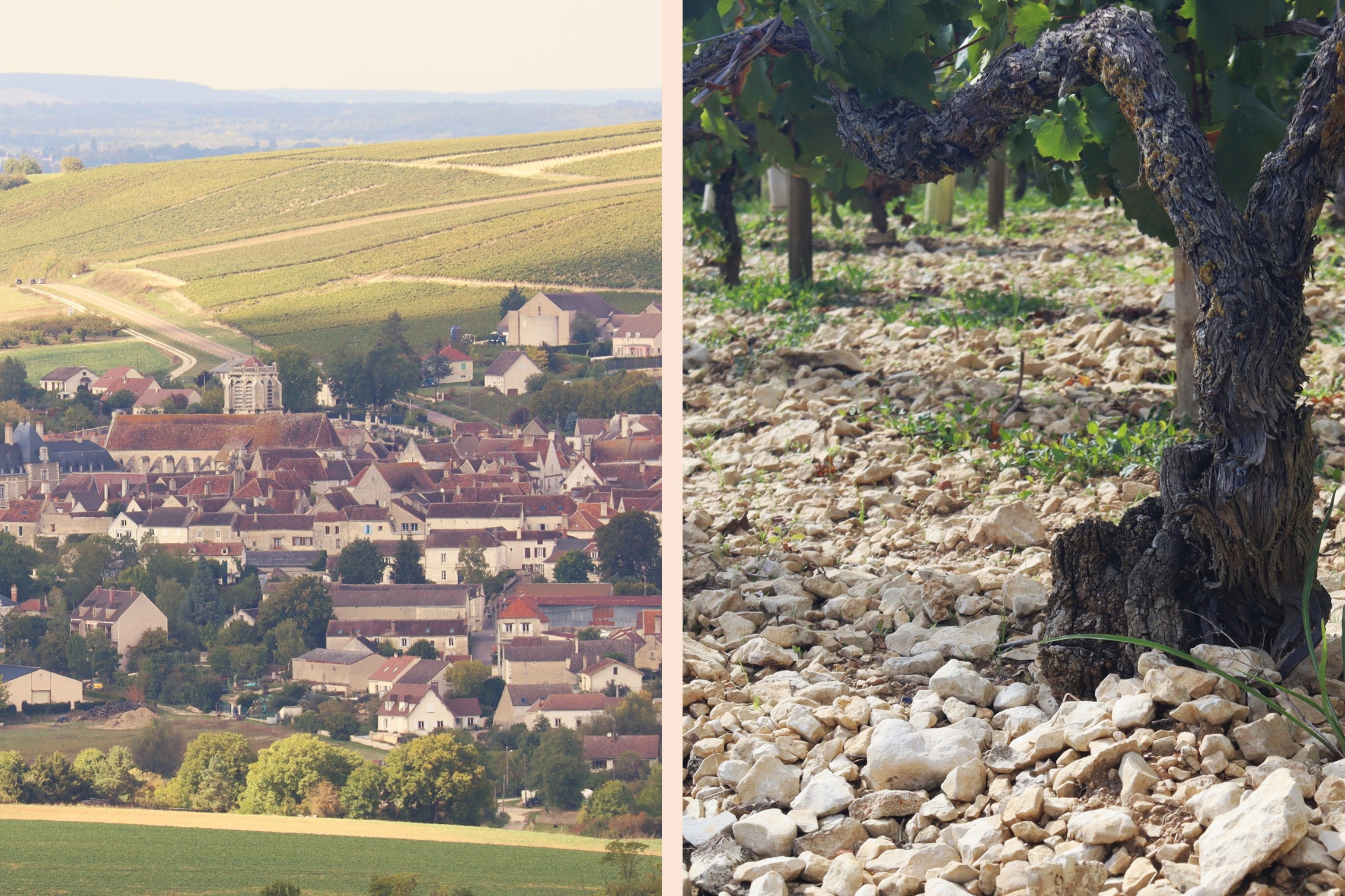 Bailly-Lapierre Burgund Saint-Bris