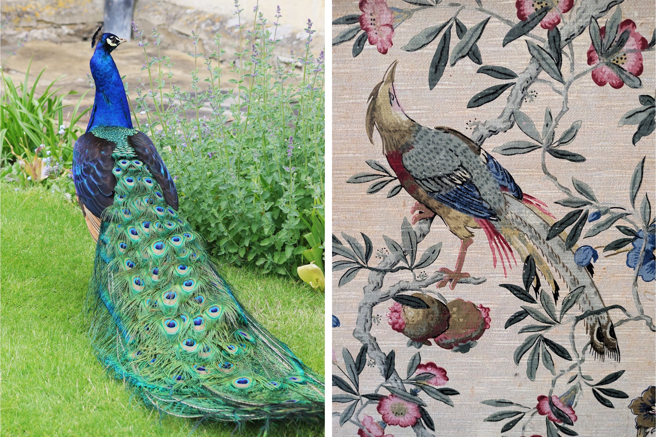 Yorkshire Nunnington Hall Pfau