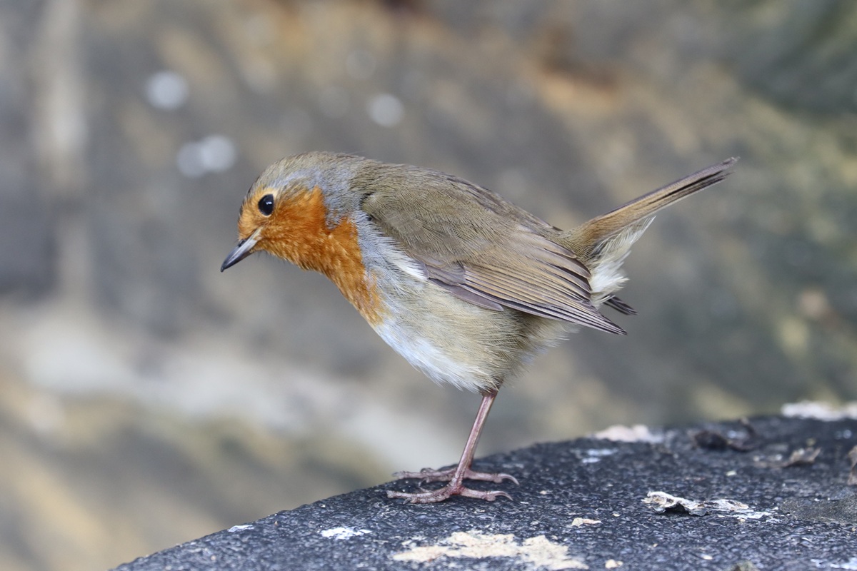 Rotkehlchen Robin