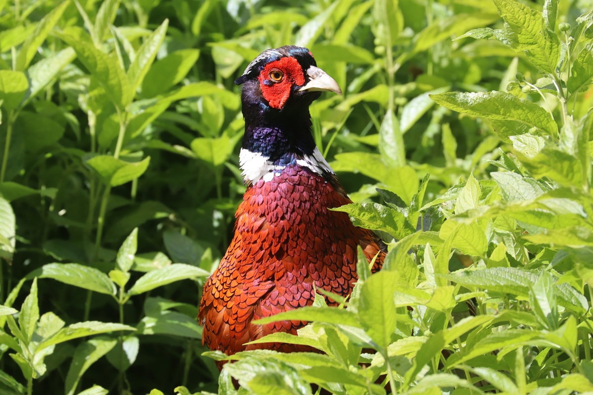 Fasan Pheasant