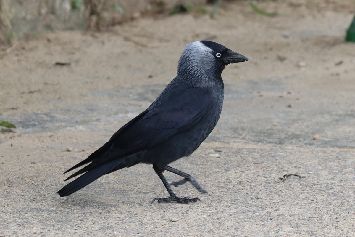 Dohle Jackdaw