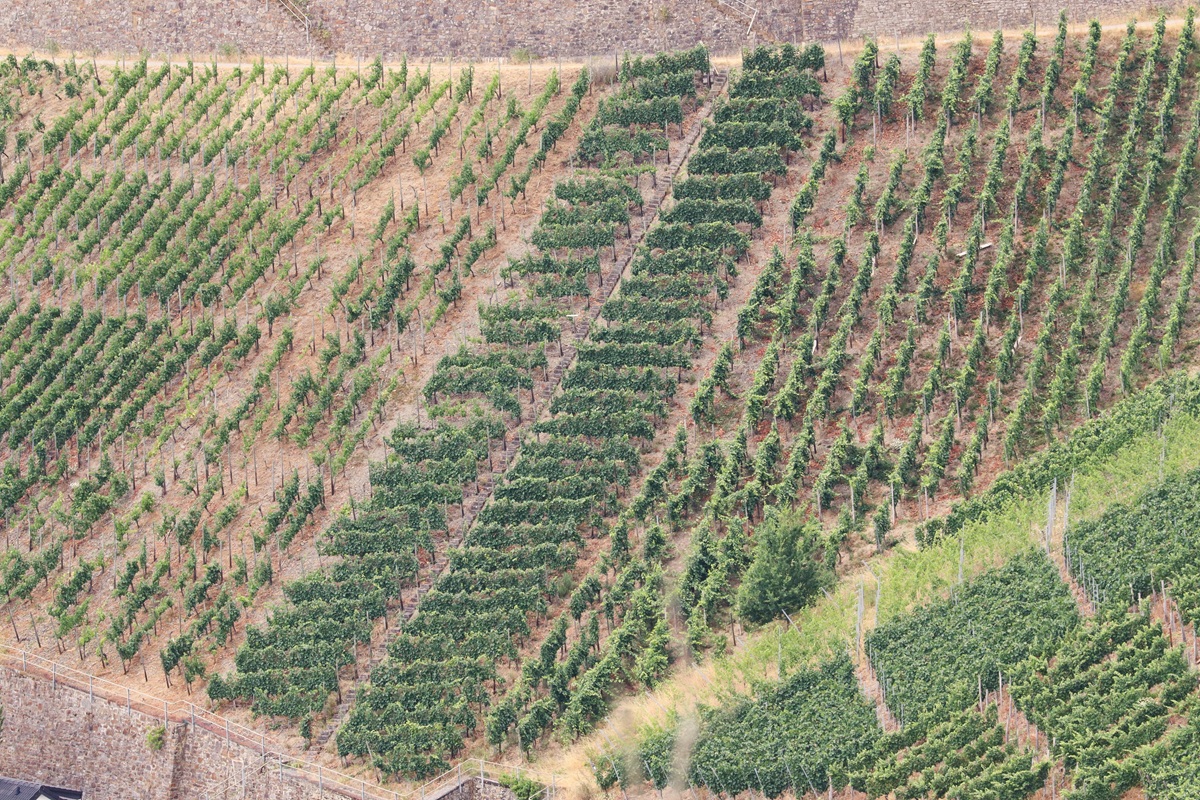 Ahr Anbau steile Weinberge