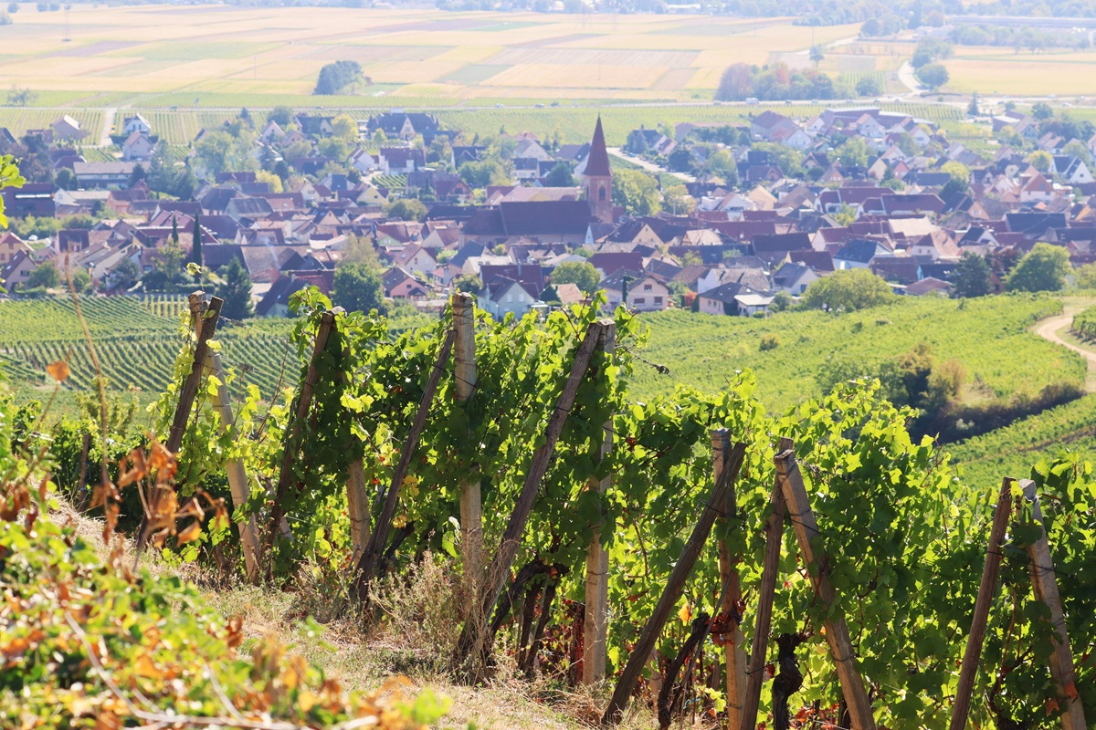 Elsass Weinberge Grand Cru Hengst